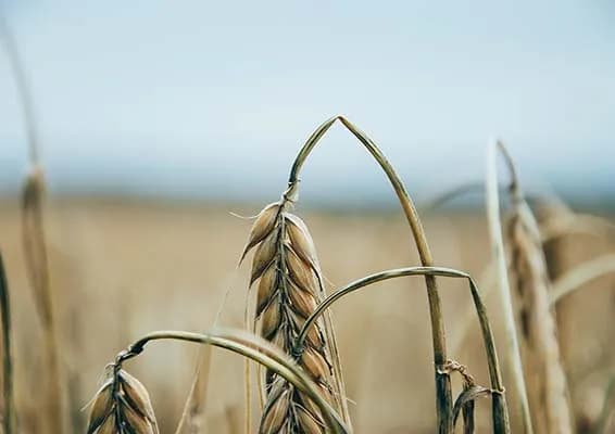 Mąka orkiszowa czy pszenna: Która jest zdrowszym wyborem?