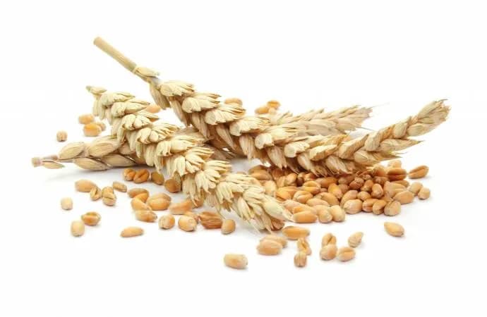 Czy mąka orkiszowa ma gluten? Sprawdź, czy jest bezpieczna dla diety bezglutenowej